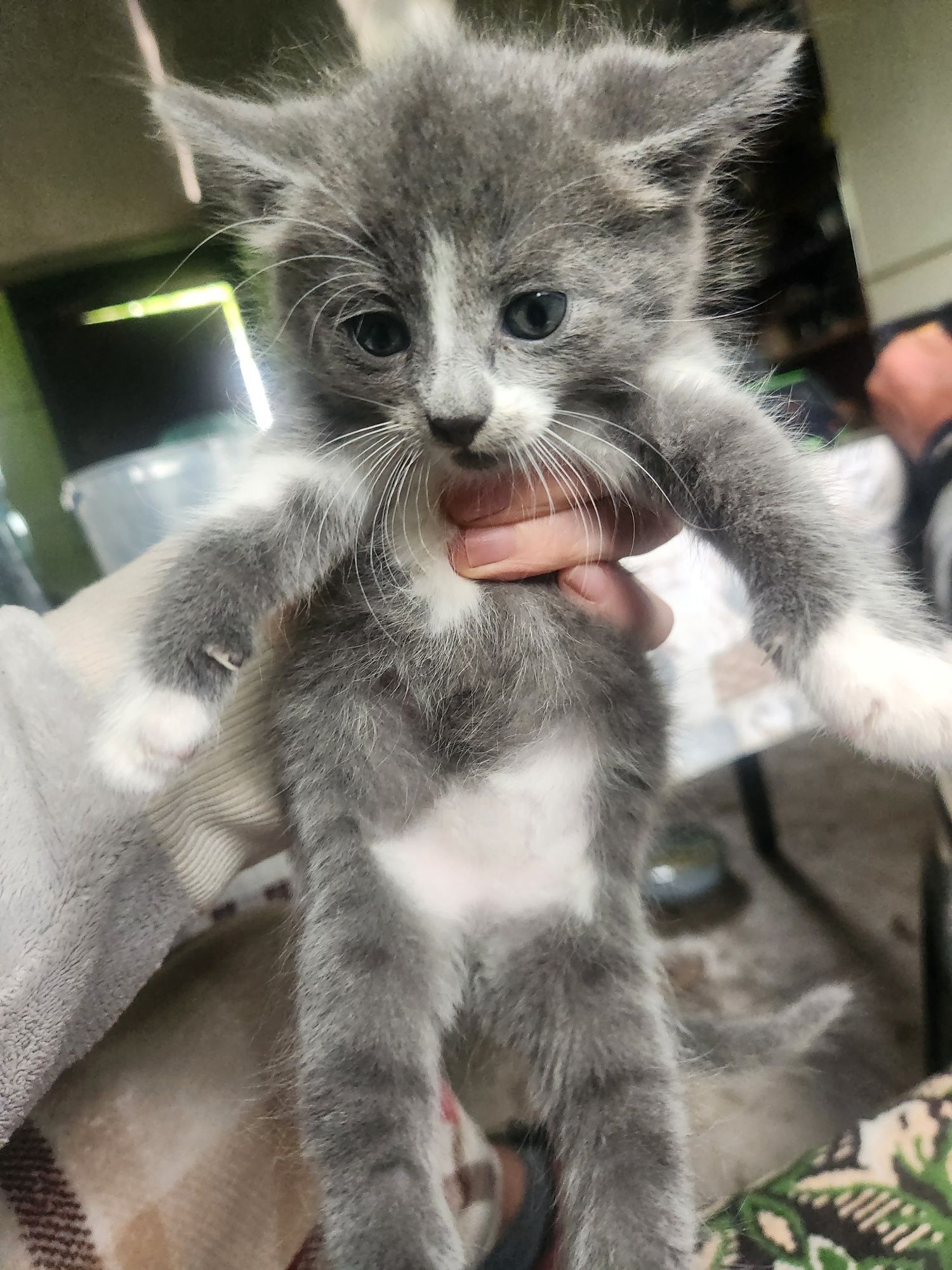 Віддам кошенят, безкоштовно