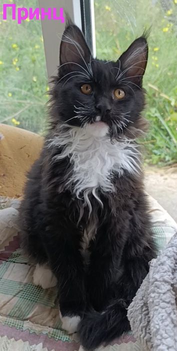 Кошенята мейн-кун, продаж