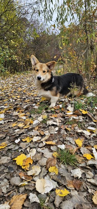 Мальчик вельш корги пемброк КСУ