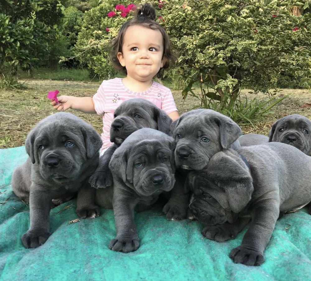 Cane corso Italiano-щеночки голубенького забарвлення)