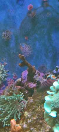 Montipora czerwona koralowiec SPS morskie