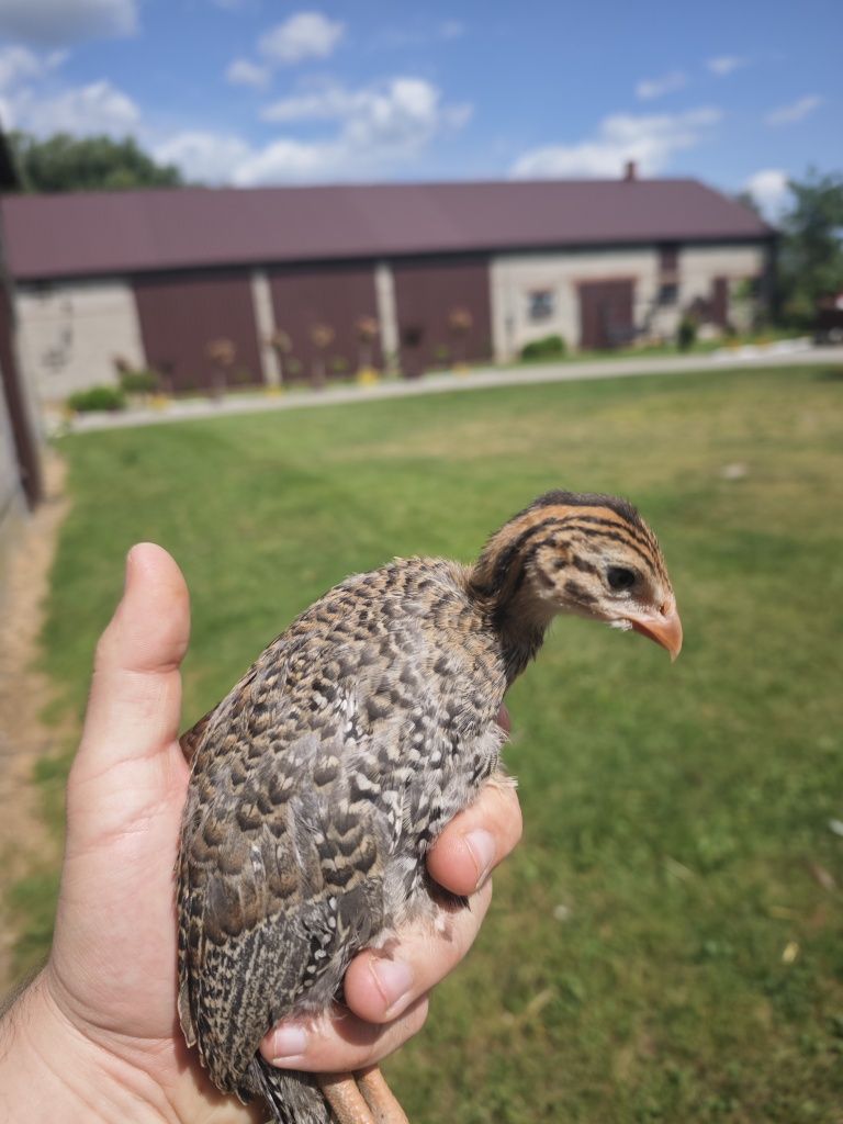 Sprzedam perliki perliczki