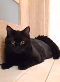 Kot brytyjski czarny