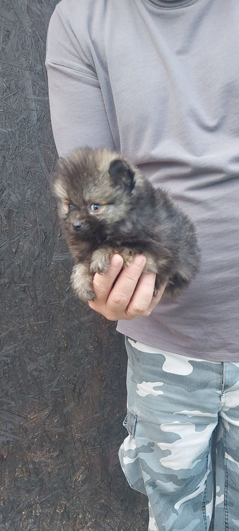 Szpic miniaturowy Pomeranian samiec!