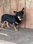 Suczka do adopcji - Nala
