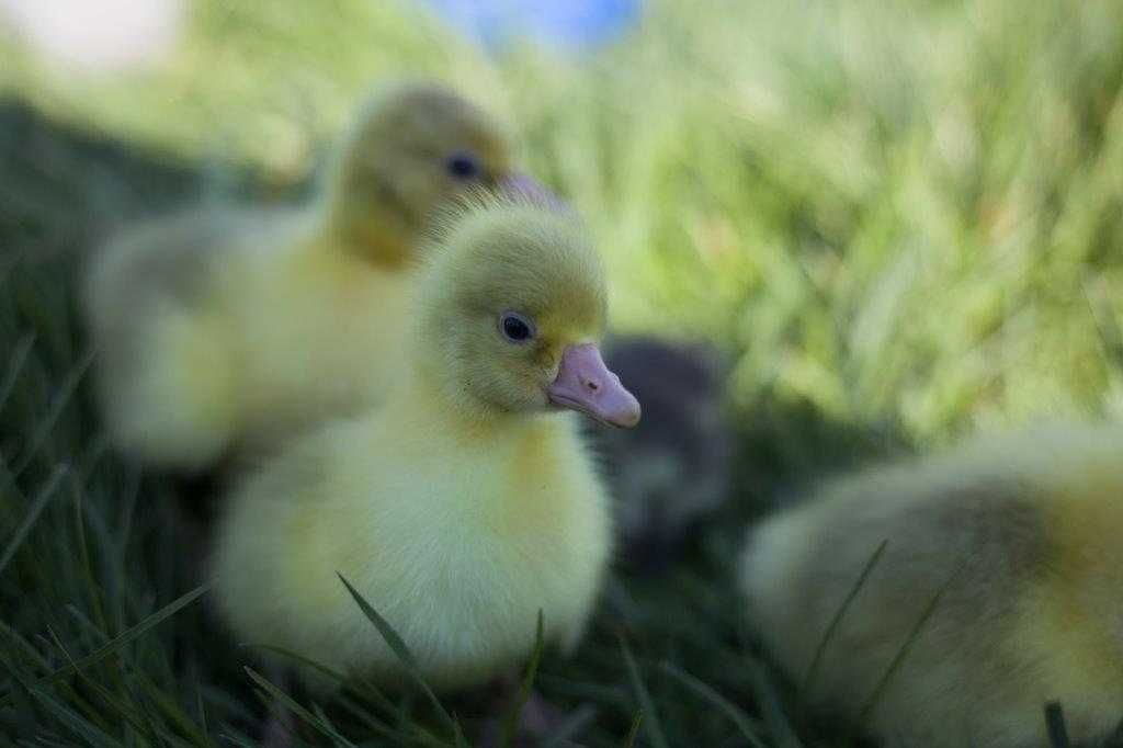 Pisklęta kaczek, gęsi, brojlerów, perliczek