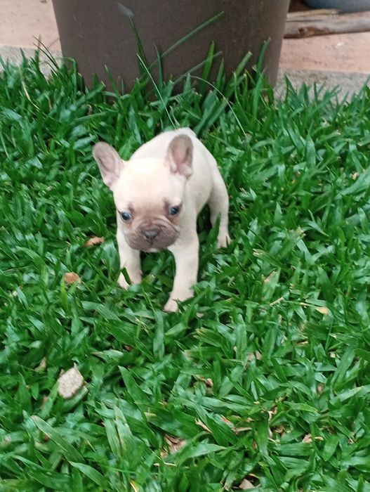 Bulldog Francês fêmea disponível
