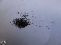 KIT INICIANTE de sementes carnivoras de Pinguiculas e Droseras