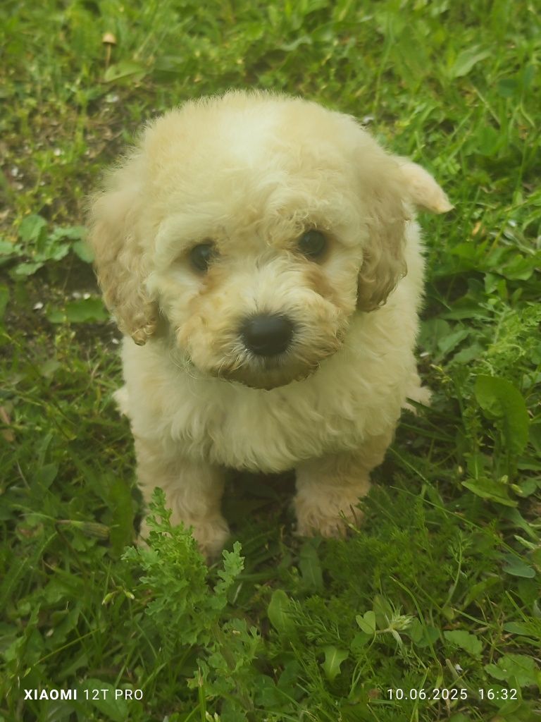 Maltipoo cudowne szczenię
