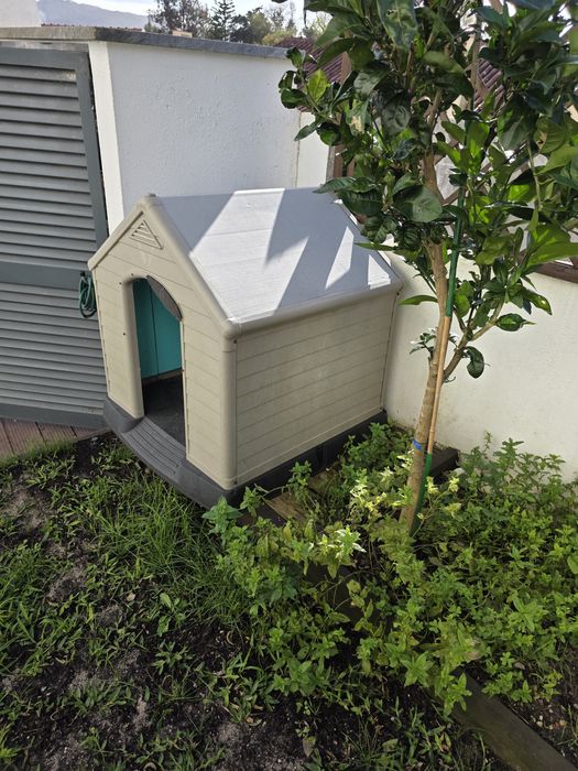 CASA DE RUA Para Cachorros