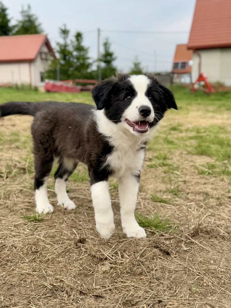 Border Collie  foczo biała ZKwP / FCI