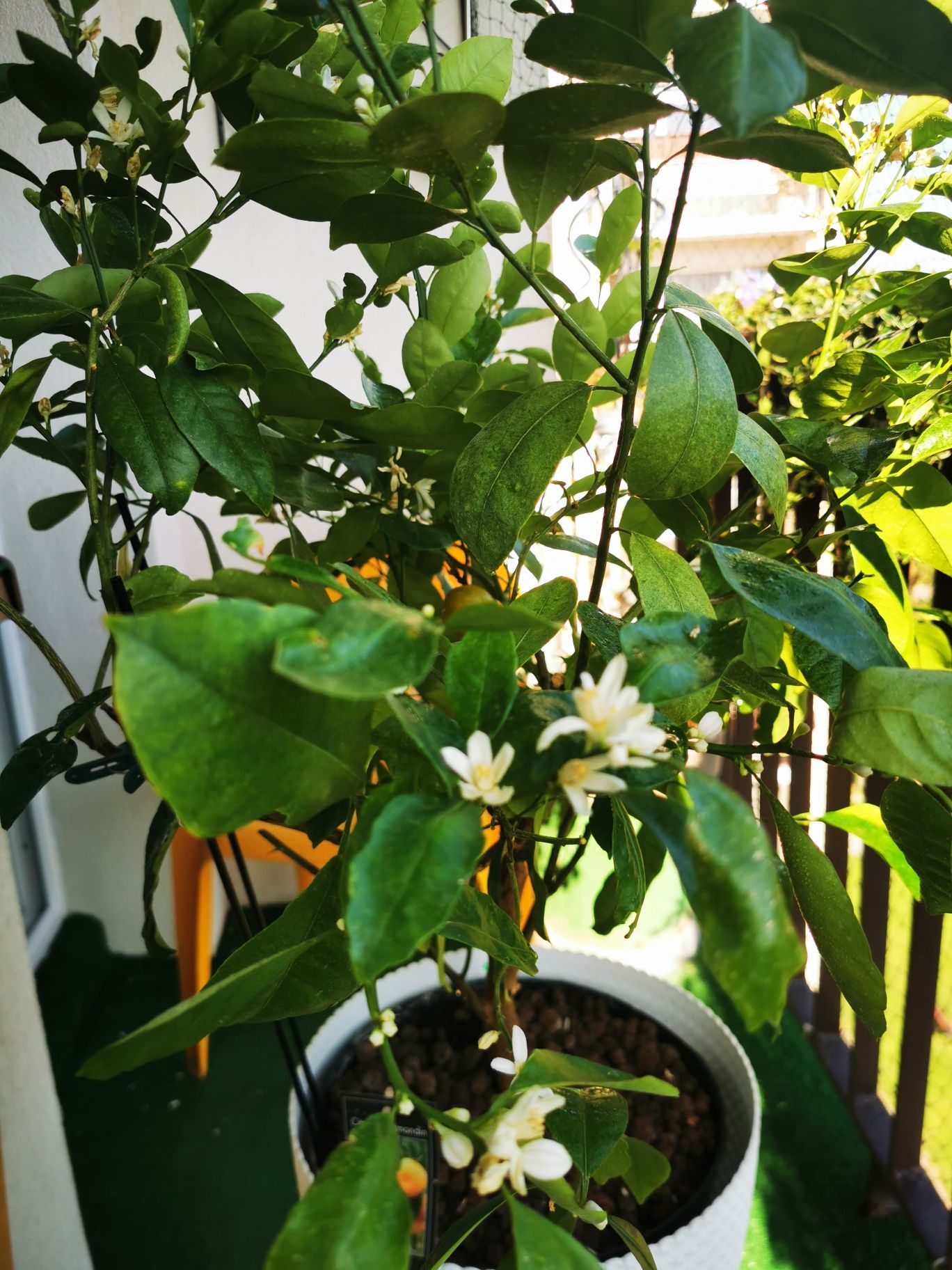 Citrus Calamondin, pomarańcza