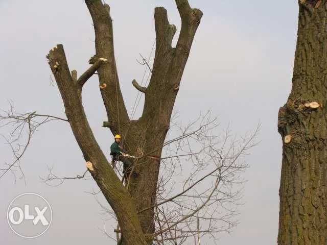 Wycinka drzew trudnodosępnych.