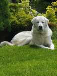 Akbash Kangal Tureckie Psy Pasterskie.