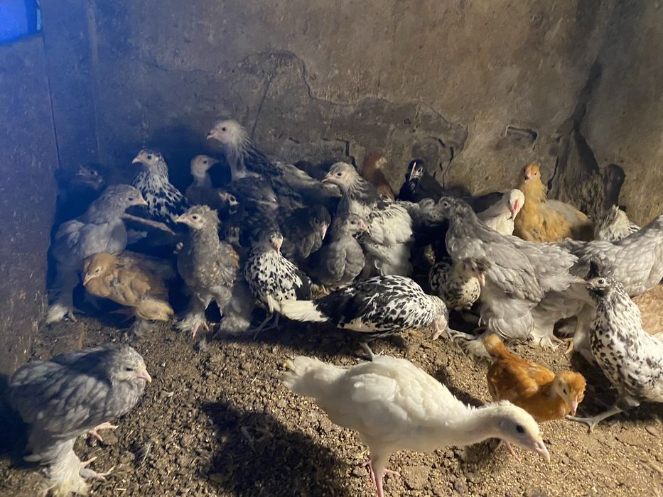 Kury ozdobne hamburkie , appenzeller , brahma , kochin