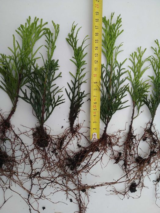 Tuja Smaragd około 10-14 cm sadzonka szmaragd, goły korzeń
