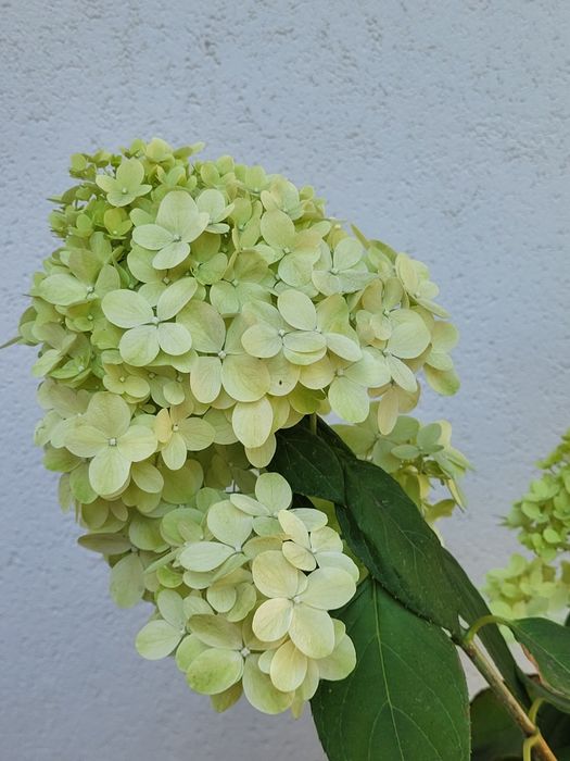 Гортензия метельчатая Лаймлайт Limelight, большой цветущий куст