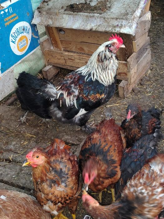 Продам інкубаційні яйця