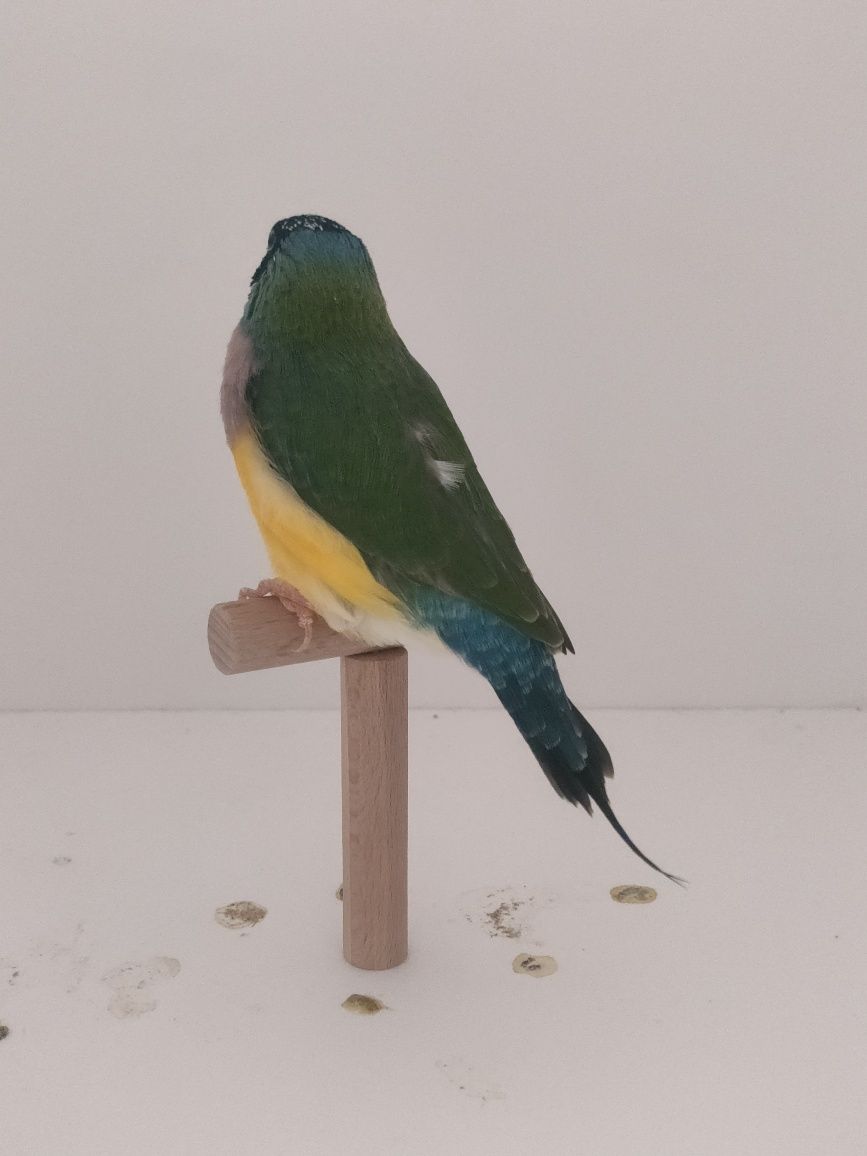 Ultimos machos diamantes gould