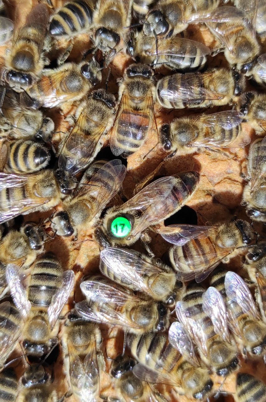 Matki pszczele unasienione naturalnie