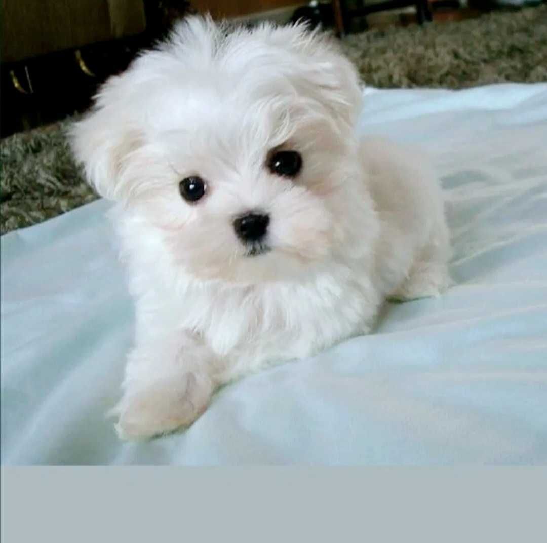 Bichon Maltês Macho