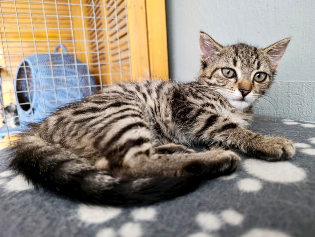 Marcel gorąco poleca się do adopcji:)