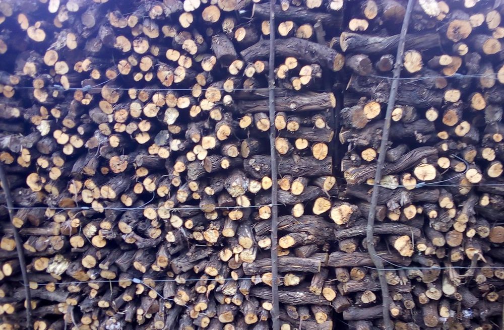 Lenha seca rachada no Verão