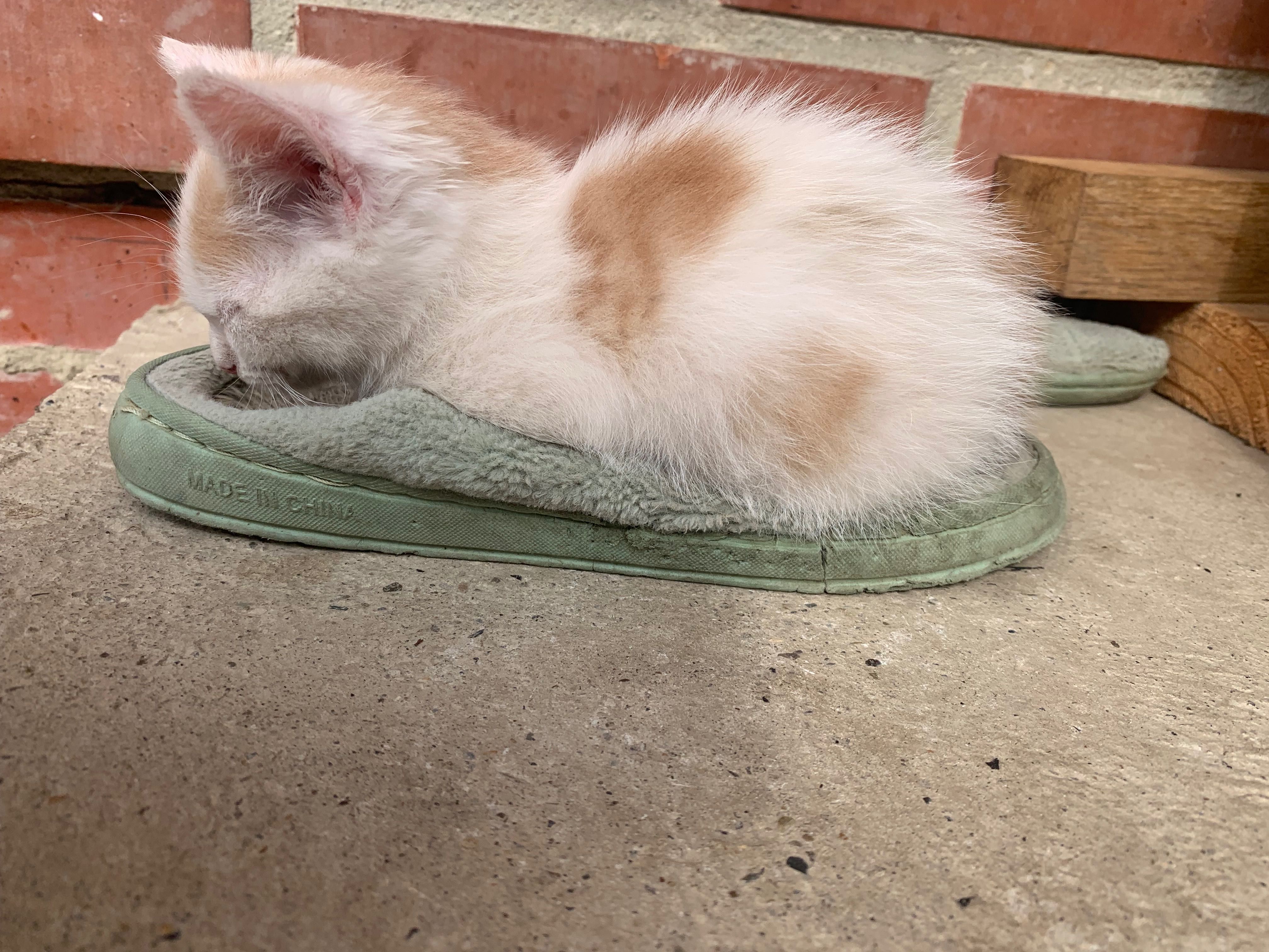 Котики в добрі руки