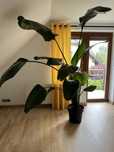 Strelitzia Nicolai