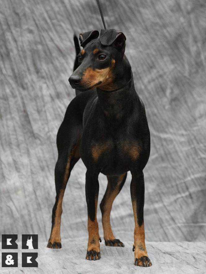 Манчестерський терьер (manchester terrier , манчестерский терьер)