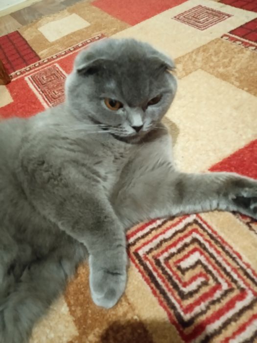 Кавалер для киці