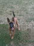 Owczarek Belgijski Malinois