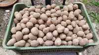 Sprzedam Ziemniaki BELLA ROSA od rolnika - sadzeniaki