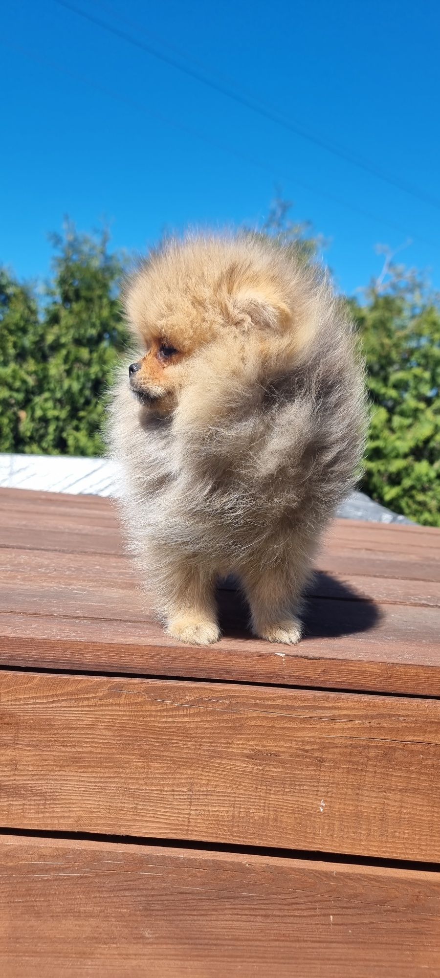 Piesek orange sable pomeranian szpic miniaturowy