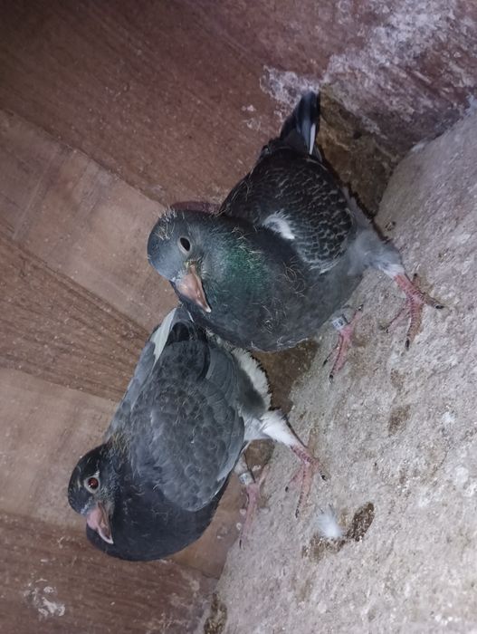 Pombos correios para venda de vários anos e varios  preços