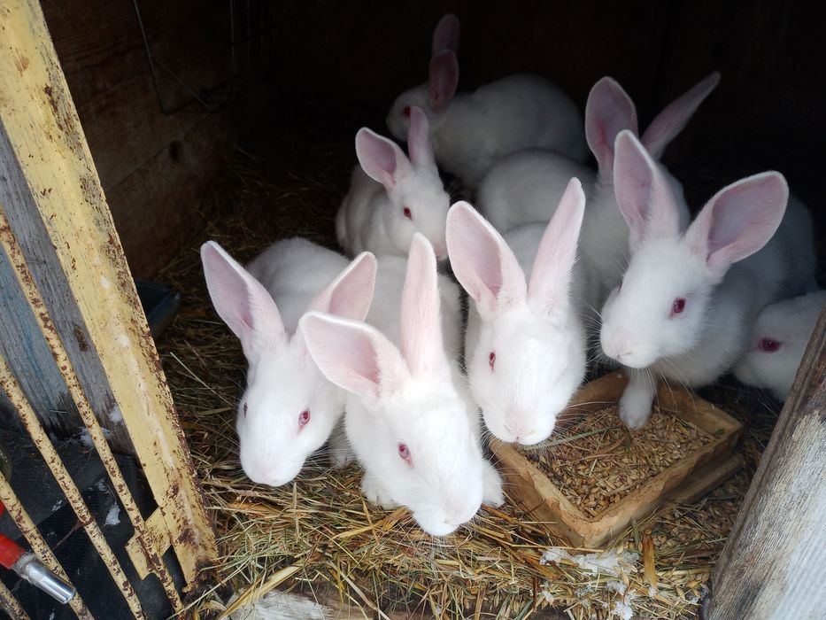 Sprzedam króliki termondzkie białe