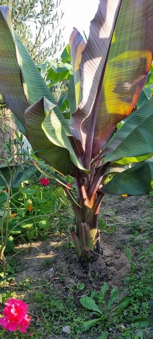 Bananowce basjoo  alokazja makroriza paradisiaca