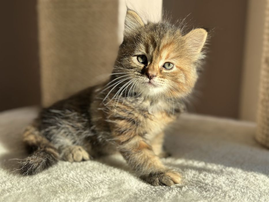 Piękna Kotka Syberyjska AURORA SeverynKa*PL