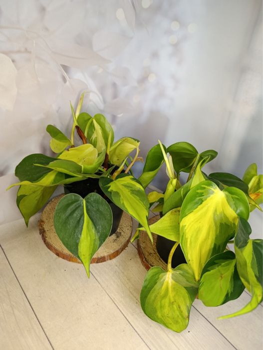 Філодендрон Бразилія,Лайт Грін,Веррукозум,Ксанаду.Алоказія.