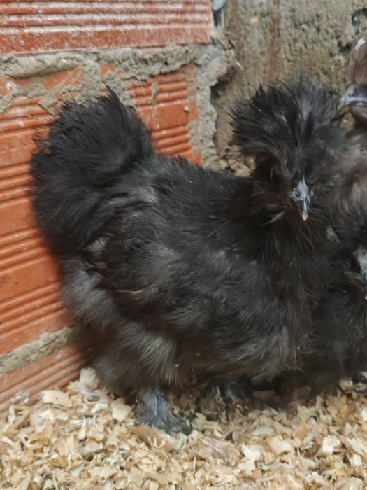 Pintinho Sedosa do Japão