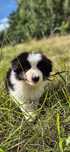 Border collie piesek