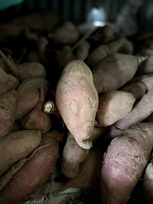 Batata-Doce Biológica - Promocão