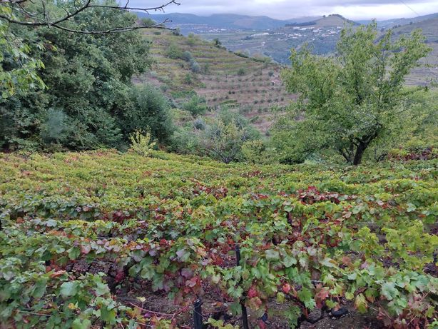 Terreno agrícola no Douro