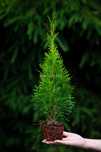 Tuje Tuja Szmaragd zielone THUJA OCCIDENTALIS 45cm 55 cm