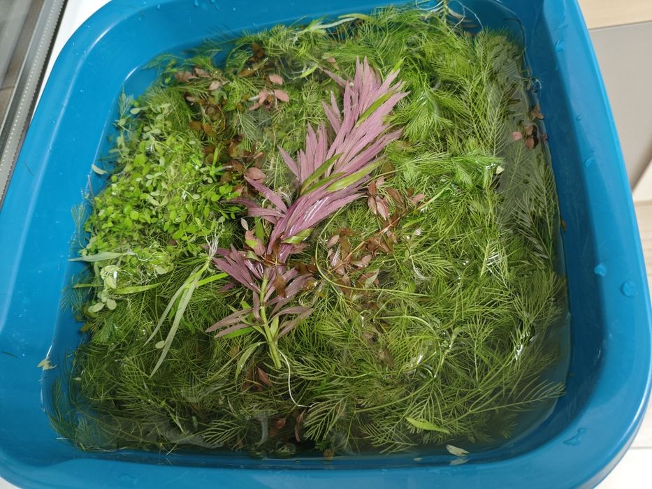 Rośliny do akwarium z przycinki.