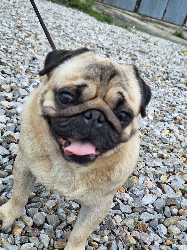 Mops 5 letni FCI szuka domu