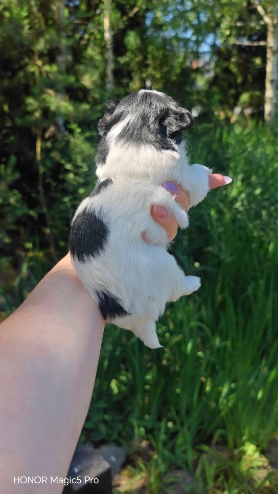 Chihuahua  Rodowód paszport wyprawka