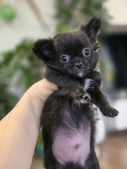 Piesek chihuahua długowłosy