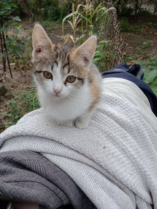 Отдам котят  в хорошим руки