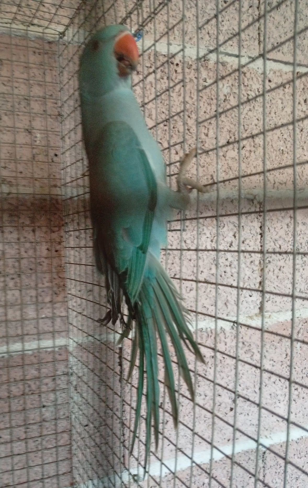Ring neck azul f